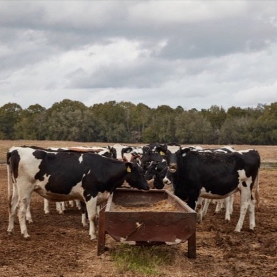 Cattle Mineral Mixture 5kg